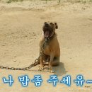 핏불테리어 칸 1주년^^ 이미지