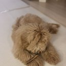 도글로리(Doglory) 이미지