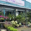 미스플라워 - 서구 계룡로 560 | 남양주 꽃집 남양주 화분 미스플라워 내돈내산 진짜후기