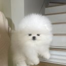 라페트 폼 이미지