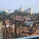 상판소나무숲 이미지