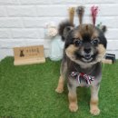 살랑살랑 펫미용 이미지