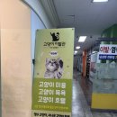고양이 무마취 미용 냥털도둑 | 부평 고양이 미용 추천 고양이이발관 무마취미용 후기