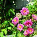 자연과숲 - 15251 | 자연과숲