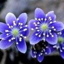 그린바다 이미지