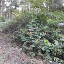 때뿌루민박 이미지