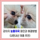옥포태양동물병원 | 강아지 눈물자국 지우는법 / 원인 / 제품 추천(feat.전제품 내돈내산)