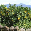 김선호농장 이미지