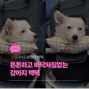 캣 앤 독 두드림 반려견 까페 | 튼튼한 강아지 가방 추천 인사이드독앤캣 백팩 L 6kg 믹스견 사용후기