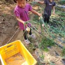 안성반점 이미지