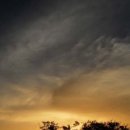 고목나무 이미지