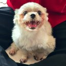 디에이솔루션 | 🐶 췌장염 강아지 필수템? "시그니처바이 디에이알파" 급여 후기 (내돈내산)