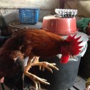 유계농장 이미지