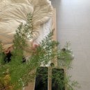 테라키아 이미지