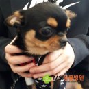 MS동물병원 이미지