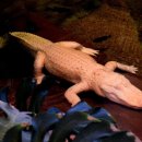 알비노랩 이미지