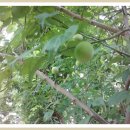 거명농장 이미지