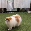 그린도그 청라점 이미지