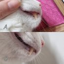 영양호 | 고양이면역력 챙기기! 겨울이가 사랑한 임비타 imVita영양제 후기🐾