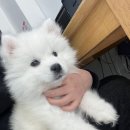 몽냥몽냥 이미지