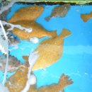 전촌참가자미회 이미지