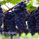 산지건강원