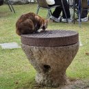 신라제과 | [여행] 경주 당일치기 여행 후기 (녹음제과, 가마솥족발, 첨성대, 신라제면)