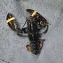 부산실내바다낚시터 이미지