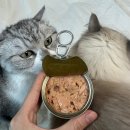 위드피시 이미지