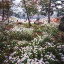 10월15일(수) 구철조 13일현황// 팝콘꽃 하나가득&amp;추정리하얀메밀밭&amp;유구 핑크뮬리(미드진행) 이미지