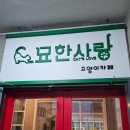 한사랑펫 | 부천 유기묘 고양이카페 &lt;묘한사랑&gt; 내돈내산 후긔