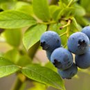 굿라이프슈퍼마켓 이미지