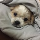 주현동물병원