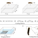 해삼의 crawling, foraging 행동 및 촉수 활동 빈도 측정법 이미지