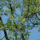 오월의수수꽃다리 이미지