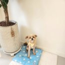 샤인몽스 이미지