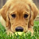 골든 당구장 이미지