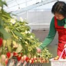 응골축제 이미지