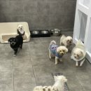 지켜줄개 | 인천 도로시지켜줄개 봉사 후기