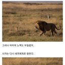 사자의 관심을 받은 카라칼 새끼의 결말 이미지