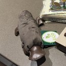 호주 시드니 여행 동물원 추천 타롱가주(Taronga Zoo) 이용 후기 및 입장권 정보 : 물개쇼 버드쇼 시간...