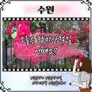 세븐일레븐 수원천로점 | 수원 장미명소 세류동 장미축제와 다른 감성가득 산책코스 추천