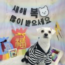 희희퍼피 이미지