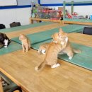 꼬꼬나라 이미지