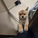 엉클독 | 금천구 강아지유치원 엉클독에서 신나게 뛰어놀아요