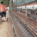 영암흑염소 이미지