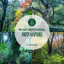 천년숲서로(서) | 제주 동쪽 가볼만한곳 힐링여행 비자림 제주도 비자림숲