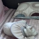 뷰티펫# | 고양이 여름 넥카라 추천｜펫인뷰티 제로넥카라 실제사용 후기 (가볍고 시원해요!)🐾