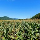 삼척 찰옥수수 판매 이미지