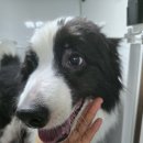 사랑할 개 이미지